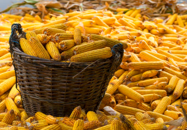 玉米供求關(guān)系影響著價格，2022年我國玉米播種面積和產(chǎn)量或?qū)⒊掷m(xù)增加(圖1)