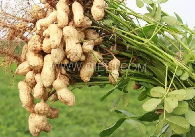 企鵝機械提供全套花生油提取設備，服務周到獲稱贊(圖1)